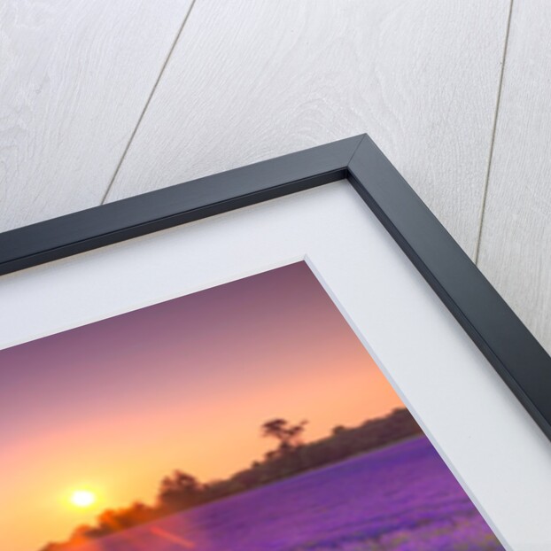 Lavender field at sunset by Assaf Frank